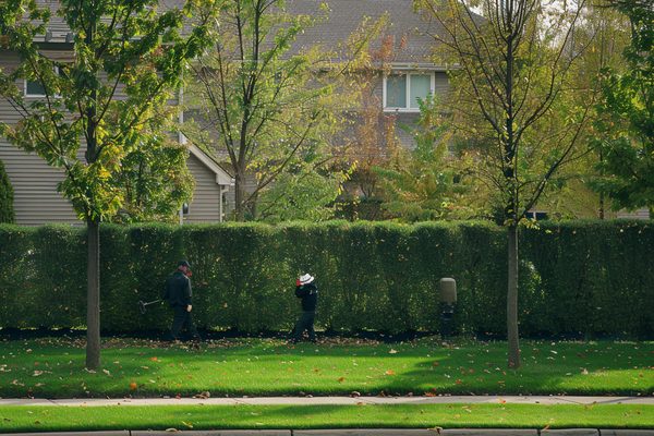 Taille d'une haie mitoyenne : le point sur vos obligations