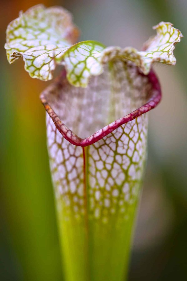 Comment cultiver des plantes carnivores en intérieur ?