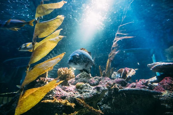 Astuces pour intégrer un aquarium d'eau de mer dans votre salon